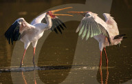 FEATURE - SN_SQUABBLING_STORKS_13
