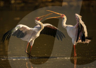 FEATURE - SN_SQUABBLING_STORKS_14