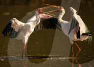 FEATURE - SN_SQUABBLING_STORKS_15