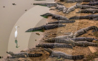 FEATURE - SN_CROC_EGRET_THAT_01
