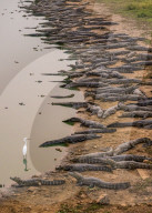 FEATURE - SN_CROC_EGRET_THAT_02