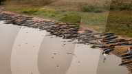 FEATURE - SN_CROC_EGRET_THAT_03