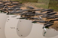 FEATURE - SN_CROC_EGRET_THAT_04