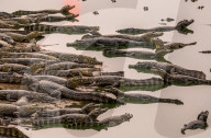 FEATURE - SN_CROC_EGRET_THAT_05