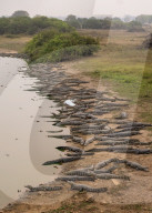 FEATURE - SN_CROC_EGRET_THAT_06