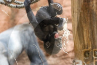 FEATURE - SN_MONKEY_SWING_01