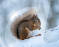 FEATURE - SN_SQUIRRELLED_AWAY_01