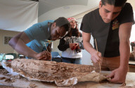 Mastodon moves for first time in 27,000 years