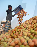 FEATURE - SN_TOMATO_WORKERS_01
