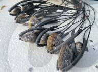 Robo shellfish check water pollution