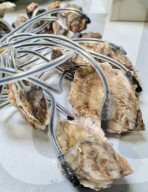 Robo shellfish check water pollution