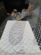Robo shellfish check water pollution