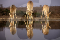 FEATURE - SN_ANIMALS_REFLECT_01