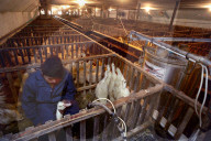 California foie gras ban