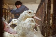 California foie gras ban
