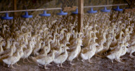 California foie gras ban