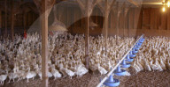 California foie gras ban