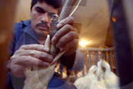 California foie gras ban