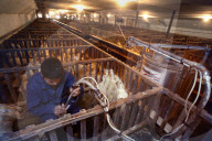 California foie gras ban
