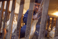 California foie gras ban