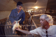 California foie gras ban