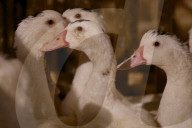 California foie gras ban