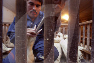 California foie gras ban
