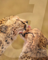 FEATURE - SN_MOTHERS_LICK_01