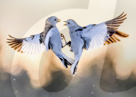 FEATURE - SN_PUNCHING_SNOW_BUNTINGS_01
