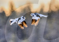 FEATURE - SN_PUNCHING_SNOW_BUNTINGS_02
