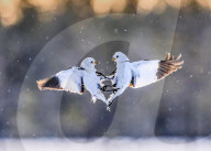 FEATURE - SN_PUNCHING_SNOW_BUNTINGS_03