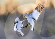 FEATURE - SN_PUNCHING_SNOW_BUNTINGS_07