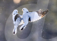 FEATURE - SN_PUNCHING_SNOW_BUNTINGS_08