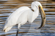 FEATURE - SN_EGRET_TOO_BIG_01