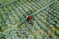 FEATURE - SN_CABBAGE_PATCH_01