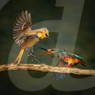FEATURE - SN_PECKING_ORDER_01