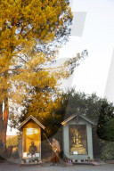 California Metta Forest Buddhist monastery
