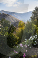 California Metta Forest Buddhist monastery