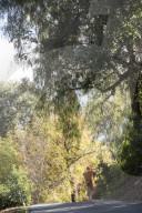 California Metta Forest Buddhist monastery