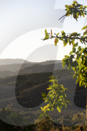 California Metta Forest Buddhist monastery