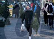 Christmas trees on sale in Kyiv