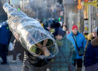 Christmas trees on sale in Kyiv