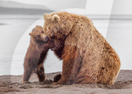 FEATURE - SN_BEAR_CUB_RUMBLE_01
