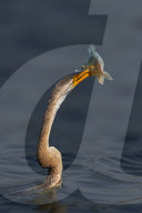 FEATURE - SN_DARTER_SPEAR_01