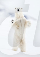 FEATURE - SN_BEAR_STAND_WAVE_01