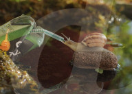 FEATURE - SN_SLURP_SNAIL_RUBBISH_01