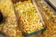 Bayer AG designs more resilient "short" corn