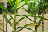 Bayer AG designs more resilient "short" corn