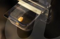 Bayer AG designs more resilient "short" corn