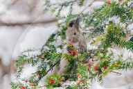 FEATURE - SN_FESTIVE_SQUIRREL_02